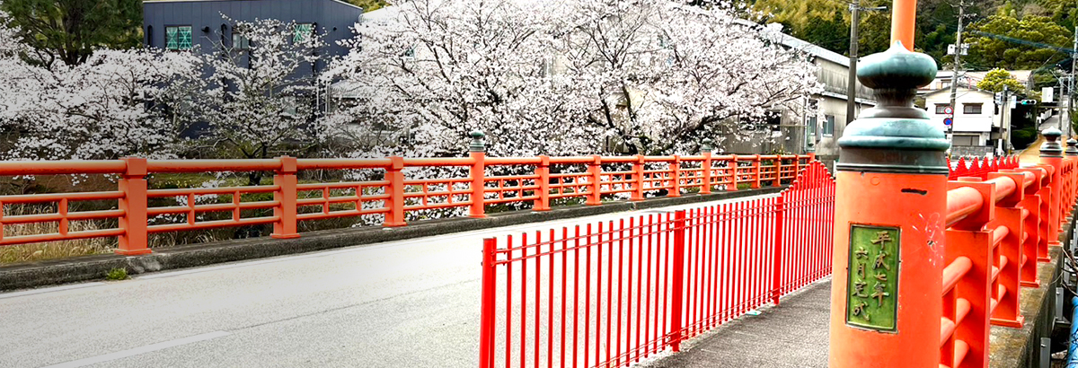 春の桜が咲く赤い橋