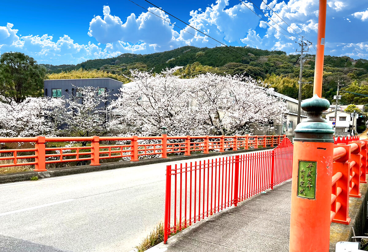 糟屋郡宇美町の赤い橋と春の桜